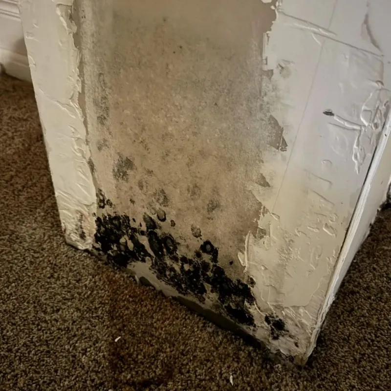 Professional Mold Removal in Gardnerville Ranchos, NV
